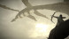 Shadow of the Colossus. В тени колосса [PS4, русская версия] в Тамбове