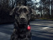 Фонарь для собак Orbiloc Dog Dual Signal Colours, белый в Тамбове